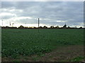 Crop field, Brassey Bank in CW2 8TD
