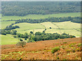 Bracken slope descending in Crucorney Community