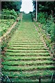 Milton Abbas: the grass staircase in DT11 0BS