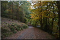 Teignbridge : Woodland Path in EX6 6QE