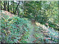 Path in the west wood, Colby Woodland Garden, Amroth in SA67 8LX