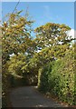 Lane to Dawlish Lodge in EX6 8HP