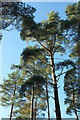 Scots pines, Great Haldon in EX6 7XX