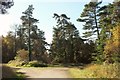 Track junction, Haldon Forest in EX6 7XX