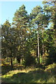 Pines, Haldon Forest in EX6 7XX