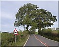 Trees by A65 near Spital Bridge in LA6 2PP