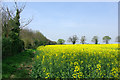 Oil-seed Rape by Dunmow Lane in CM3 1BL
