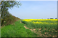 Field of Oil-seed Rape in CM3 1BL