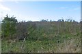 Woodland off Fereneze Road in Neilston