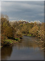 A spectacular display by the silver birch over the River Irwell in M25 9AN