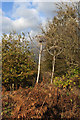 Giant Hogweed on the bank of the River Irwell in M25 9AN
