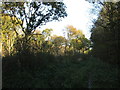 Newball Wood in Newball
