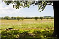 Field south of Belmont Copse, nr Wootton Common in PO30 2NB