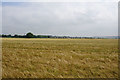 Barley field near Hawkesbury Upton in GL9 1AU