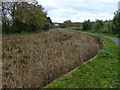 Disused and overgrown section of the Dudley Canal in B63 3EF
