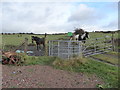Berry Hill Fields: horses on a footpath in ST4 2JB