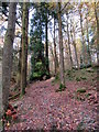 Skelghyll Wood in Autumn in LA22 0AJ
