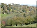 Above Vinschurch Plantation in Bromyard Bringsty Ward