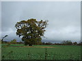 Crop field and tree, Saighton in CH3 6EG
