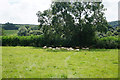 Sheep enjoying the shade in BS37 6QT