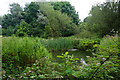 Verdant growth round a pond in BS37 6QT