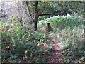 Path through woodland at Chestnuts Inclosure Triangulation Pillar in GL14 3LL