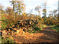 Log pile in the woods in HP14 3UW