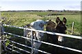 Donkeys, Wardlaw in KA13 7RW