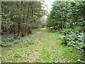 Woodland track in Horsemoor Wood in ST19 5RZ