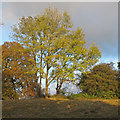 Looking up at a group of trees in Bedfords Park, Havering-atte-Bower in RM1 4HR