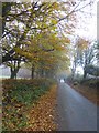 Autumn leaves near Belstone in EX20 1QU