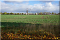 Beet field at Four Ashes in WV10 7BN