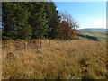 Fence at the edge of the woods in G83 9NE
