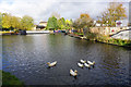 Ducks at Hatherton Junction in WV10 7DT