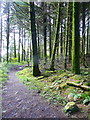 Woodland path, Llyn Llech Owain Country Park in SA14 7NN