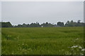 Field west of Landbeach in Landbeach