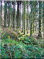 Logs amongst the trees, Llyn Llech Owain Country Park in SA14 7NN