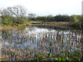 View from the bird hide, Llyn Llech Owain in SA14 7NN