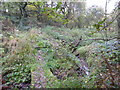 Footbridge over stream in Bradwell Woods in ST5 7RG