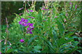 Helyglys - Willowherb in LL52 0NU