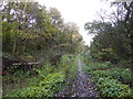 Footpath in Bradwell Woods in ST5 7RG