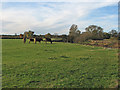 Grazing by the Great Ouse in November in PE27 5HB