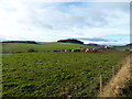 Cattle near Fingask in KY15 4RQ