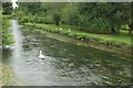 River Avon at Middle Woodford in SP4 6NR