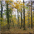Hatter's Wood, The Manor Nature Reserve, Harold Hill in RM3 9RD