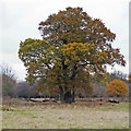 Group of trees in Dagnam Park, The Manor Nature Reserve, Harold Hill in CM14 5RA