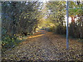 Autumn leaves on Serjeant Way, Werrington in PE4 5DB