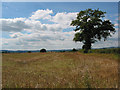 Stubble field with single oak near Gillow Farm in HR2 8LE