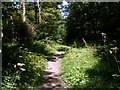 Hall Royd Wood Footpath in S75 4QX