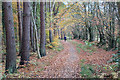 Track at the edge of the woodland in ML3 7YH